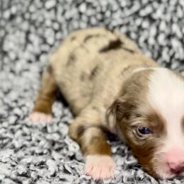 Honeybun - Red merle female Miniature Australian Shepherd puppy in Michie, Tennessee from Acton Aussies