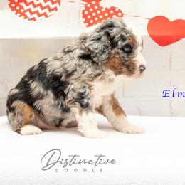 Elmo - Blue merle male Aussiedoodle puppy in Kennesaw, Georgia from Distinctive Doodle