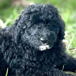 Mr Hamley - Black male Assorted Doodle Crosses puppy in Kansas City, Missouri from Beary GoldenDoodles