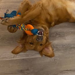 Golden Retriever Puppies from Mountain View Farms - World Class Golden Retrievers