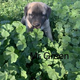 Mr Green - Anatolian Shepherd Dog puppy in Michigan from T&S Anatolians