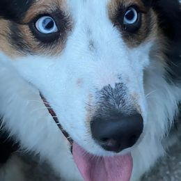 Gauge - Australian Shepherd
