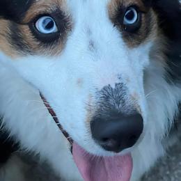Gauge - Australian Shepherd