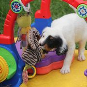 Border Collie, English Setter, and Miniature American Shepherd Puppies from First Harmony Farms