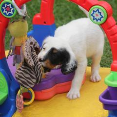 Border Collie, English Setter, and Miniature American Shepherd Puppies from First Harmony Farms