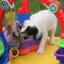 Border Collie, English Setter, and Miniature American Shepherd Puppies from First Harmony Farms