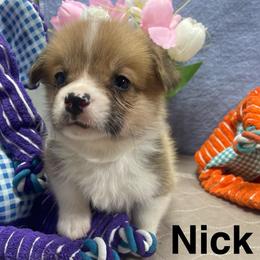 Nick - Red male Pembroke Welsh Corgi puppy in Apison, Tennessee from Ashmore Corgis