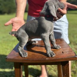 Weimaraner Puppies from Georgia Line Weimaraners
