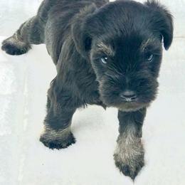 Miniature Schnauzer Puppies from Divine Miniature Schnauzers