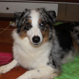 Misty - Australian Shepherd