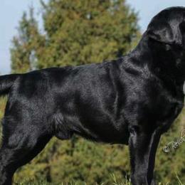 Labrador Retrievers from Everland Labradors
