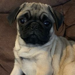 Willow - Pug