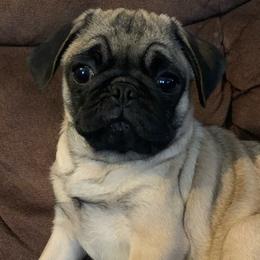 Willow - Pug