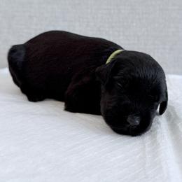 Lady Lime - Black female Giant Schnauzer puppy in Wildomar, California from My Angel Schnauzers