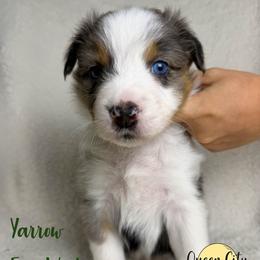 Yarrow - Blue merle male Australian Shepherd puppy in Falmouth, Kentucky from Queen City Farm