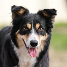 Border Collies from QuickWits Border Collies