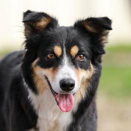 Border Collies from QuickWits Border Collies