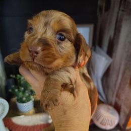 Boy 3 - Dapple male Dachshund puppy in Clayton, Indiana from Love Struck Miniature Dachshunds
