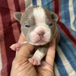 Rosie - Lilac female Boston Terrier puppy in Corning, California from SB Bostons / Raksha Malinois