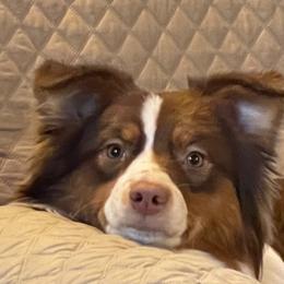 Hazel - Australian Shepherd
