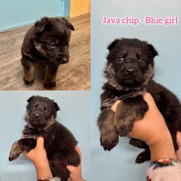 Java Chip - Bi-color female German Shepherd puppy in Oakley, California from Von Guadachi German Shepherds & Audacity Border Collies