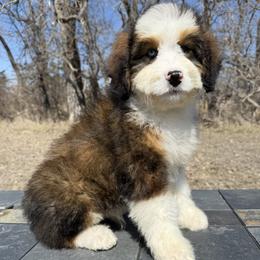George - Chocolate merle male Bernedoodle puppy in Sioux Falls, South Dakota from WhiskeyCreek Doodles