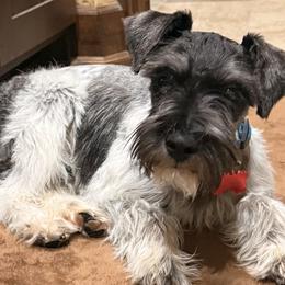 Miniature Schnauzers from Creek Ranch Kennels