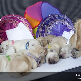 Golden Retriever Puppies from Kruger Family Breeders