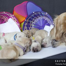 Golden Retriever Puppies from Kruger Family Breeders