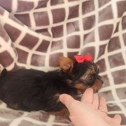 Olivia - Black and gold female Yorkshire Terrier puppy in Dallas, North Carolina from Mandy's Miracles