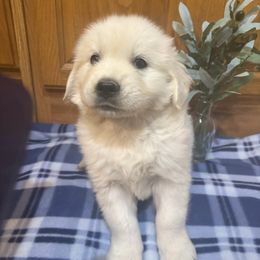 Chase - Light golden male Golden Retriever puppy in Grant County, Indiana from On The Sunny Side Pavey Farms