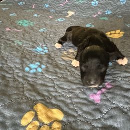 Boy 1 - Black male Dachshund puppy in Wolf Lake, Indiana from Canisteo Dachshunds
