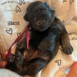 Hibachi - Sable female Schnoodle puppy in Sedalia, Missouri from Farmer Brown's Puppies