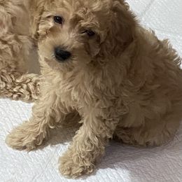 Maltipoo Puppies from Third Coast Maltipoos