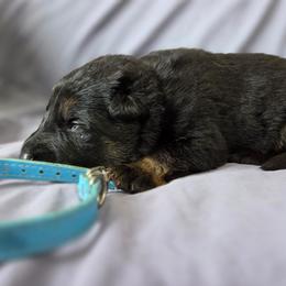 Light blue - Bi-color male German Shepherd puppy in Motley, Minnesota from Von Thomson Haus