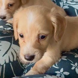 Jingle - Cream male Dachshund puppy in Vero Beach, Florida from Joseph’s Dachshunds