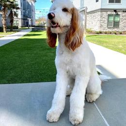 Timmy - Parti male Goldendoodle puppy in Geneva, Florida from Teddy Gram Goldendoodles and Standard Poodles
