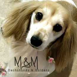 Dachshunds from M&M Ohana Dachshund's & Goldens
