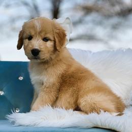 Chanel - Gold female Bordoodle puppy in Conway, Missouri from 2J 2K Bordoodles