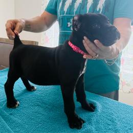 Sparrow - Black female Cane Corso puppy in Lubbock, Texas from Hub City Kennel