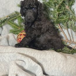 Blue - Poodle puppy in Louisville, Kentucky from Borealis Poodles