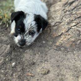 Aussiedoodle, Miniature Australian Shepherd, Poodle, and Toy Australian Shepherd Puppies from Mowry Creek Mini Aussiedoodles and More