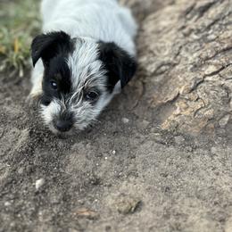 Aussiedoodle, Miniature Australian Shepherd, Poodle, and Toy Australian Shepherd Puppies from Mowry Creek Mini Aussiedoodles and More