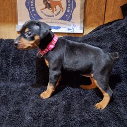 Aria - Black and rust female Miniature Pinscher puppy in Grove, Oklahoma from K&J's Min Pins Of Grand Lake