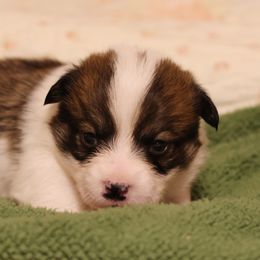 Boy 2 - Pembroke Welsh Corgi puppy in Karnack, Texas from Sureshot Corgis