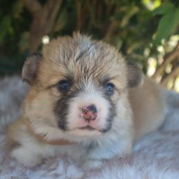 Brown collar - Red male Pembroke Welsh Corgi puppy in Caliente, California from Rafter Cross 7