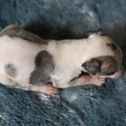 Comet - White and blue brindle female Whippet puppy in Gentry, Arkansas from Mardel Robeson of Mulberry Hollow Whippets