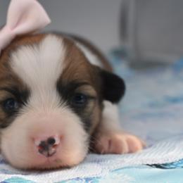 Wisp - Sable female Pembroke Welsh Corgi puppy in San Antonio, Texas from Moxxi's Legacy Corgis