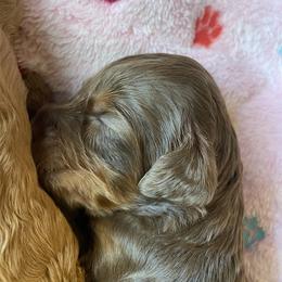 Australian Labradoodle and Double Doodle Puppies from Little Kingdom Doodles