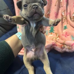 Boy 1 - Blue male French Bulldog puppy in Gerber, California from In The Zone Dog Training and Breeding